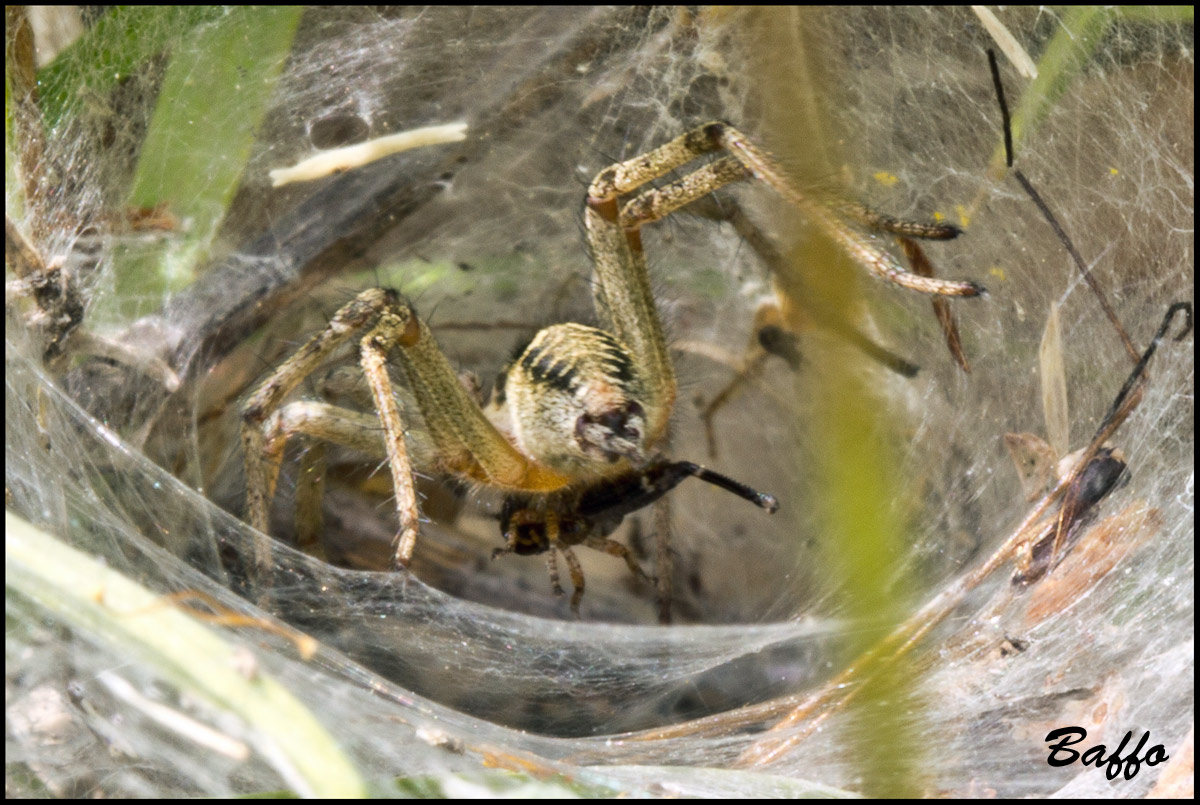 Oxyopes heterophthalmus; Agelena labyrinthica - Buie(Croazia